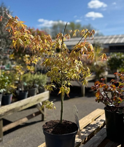 Acer palmatum katsura japanese - palmatum,