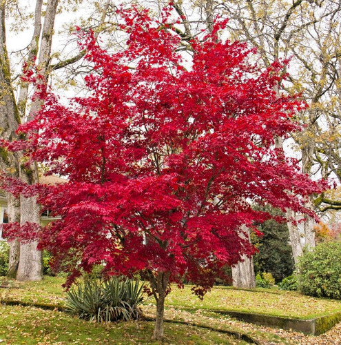Acer palmatum bloodgood - acer,
