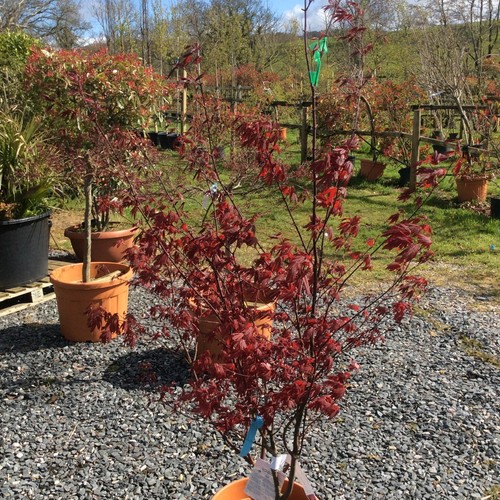 Acer palmatum bloodgood - acer, |