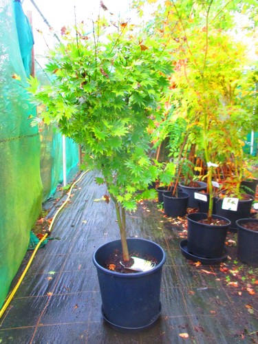 5ft inc pot - inc., 25litre