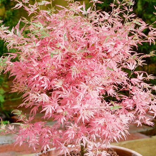 Acer palmatum taylor - palmatum,