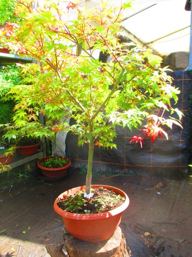 2ft inc pot - inc.,