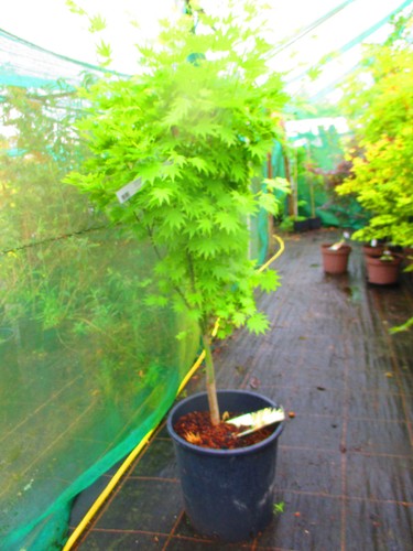 5ft inc pot - 25litre, large