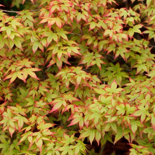 Acer palmatum japanese maple - -,