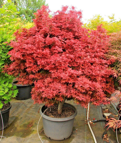 Acer palmatum shaina - acer, japanese