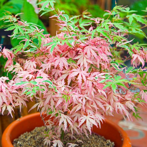 Acer iyoshi deciduous japanese - acer,