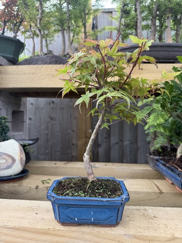Japanese maple acer pre bonsai - japanese, pre-bonsai