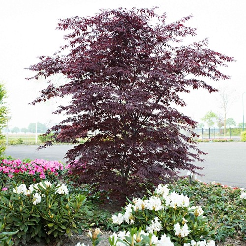 Acer palmatum black - palmatum,
