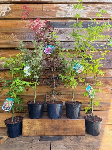 Mixed large acer palmatum - 5,