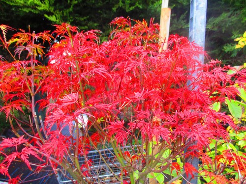 30inch inc pot - 30inch, outdoor