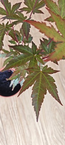 Acer palmatum mila - mila, japanese