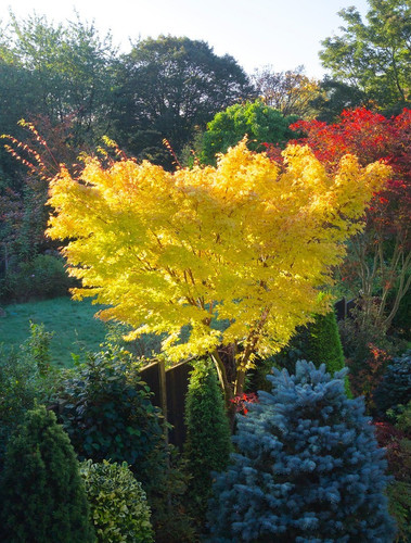 Acer palmatum sango kaku - sango,