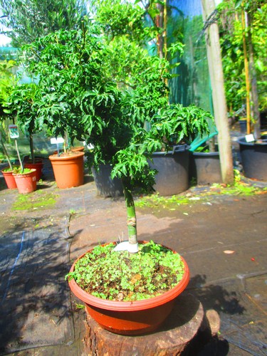 20inch inc pot lions - 20inch, head