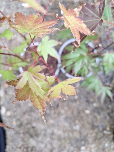 Acer palmatum atropurpureum - acer,