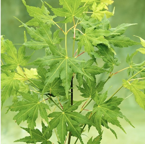 Japanese maple acer going - japanese,