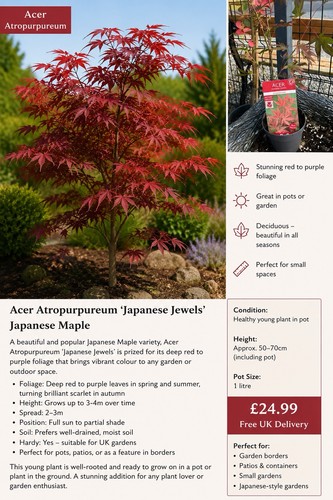 Healthy japanese maple 1l - healthy, in