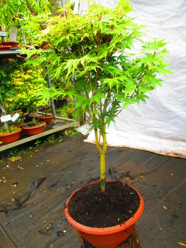 28inch inc pot - pot, bonsai