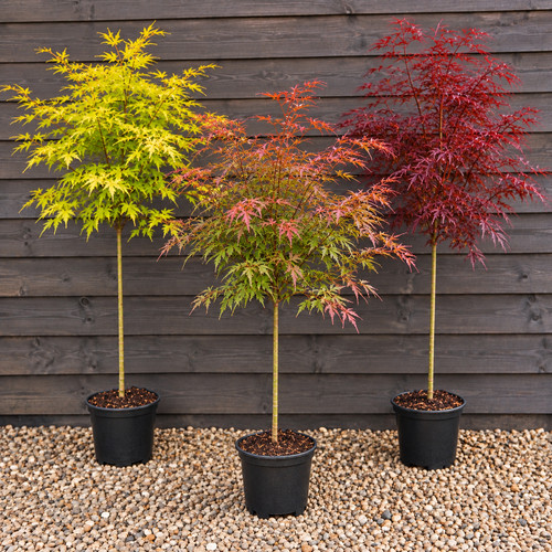Acer jerre schwartz 4ft - jerre,
