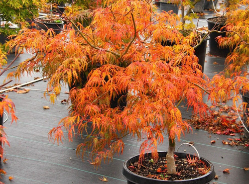 Acer tree orange - acer,