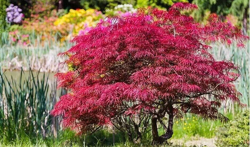 Dwarf acer palmatum - dwarf,