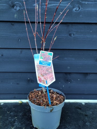 Acer palmatum shaina - acer, 'shaina'