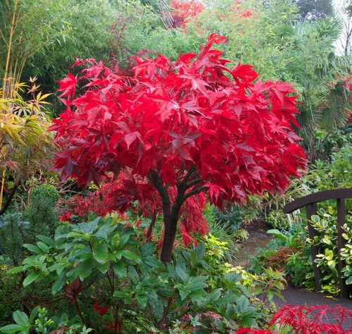 Acer tree osakazuki - acer, japanese