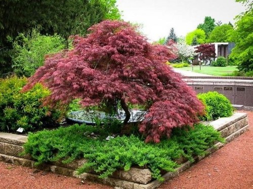 Acer tree japanese maple - japanese,