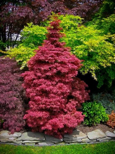 Acer palmatum skeeter s - acer,
