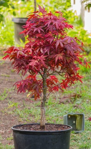 Acer tree japanese - acer,