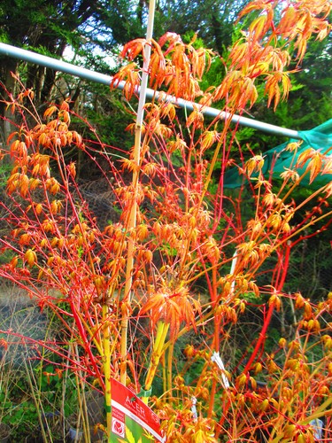 6ft inc pot japanese - 6ft,