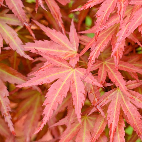 Acer palmatum wilsons pink - acer,