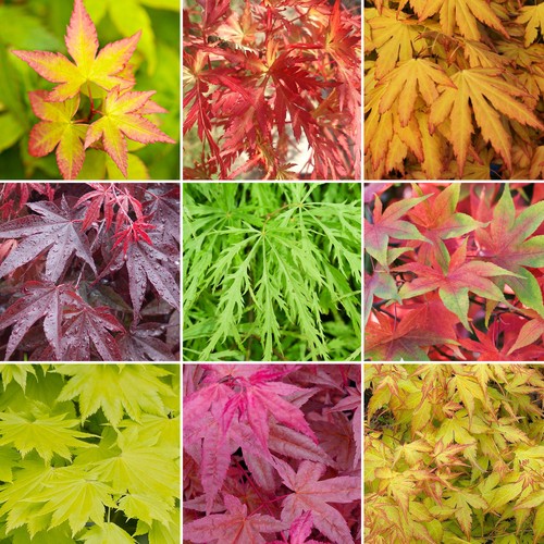 Acer trees japanese - acer, |