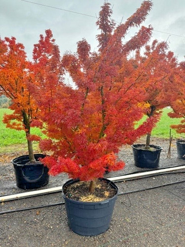 Acer palmatum shishigashira - acer,