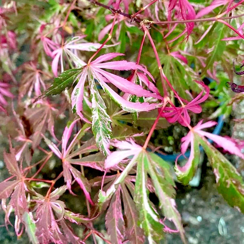 Acer palmatum liliane jewels - acer,