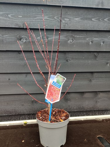 Acer palmatum jerre schwartz - acer,
