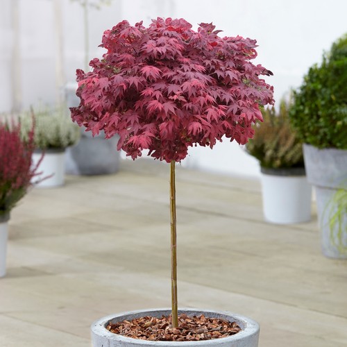 Acer hime shojo tree japanese - hime,