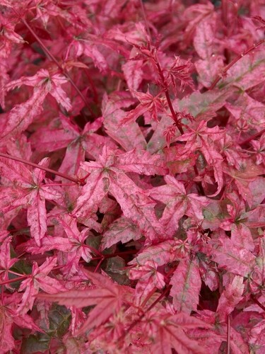 Acer palmatum beni - palmatum, ‘beni-maiko’