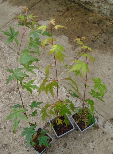 Acer palmatum japanese - acer,