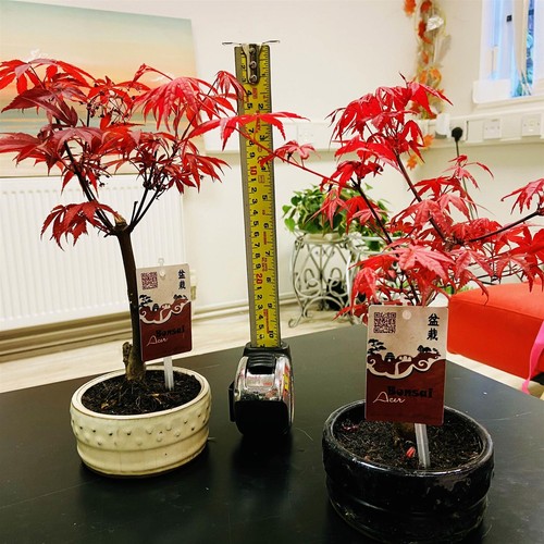 Japanese maple momiji acer - maple,