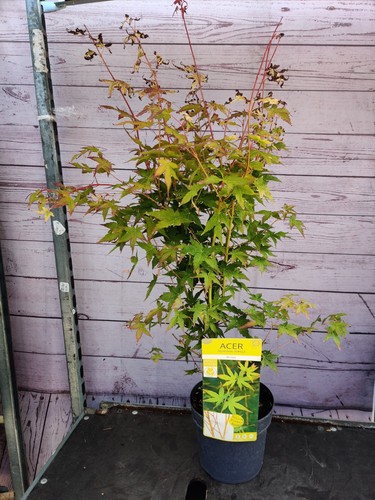 Acer palmatum hoo - palmatum, 'bi