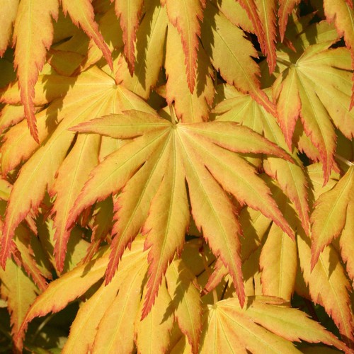 Japanese maple palmatum
