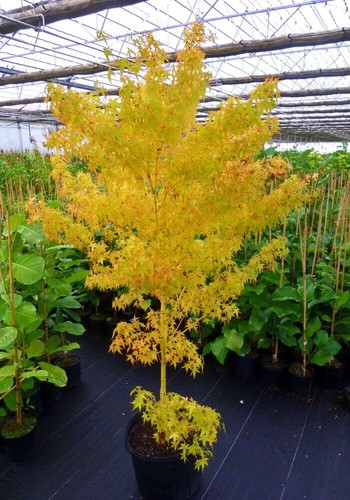Acer palmatum hoo - palmatum, japanese