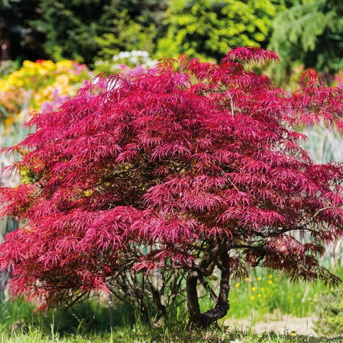 Acer palmatum - acer,