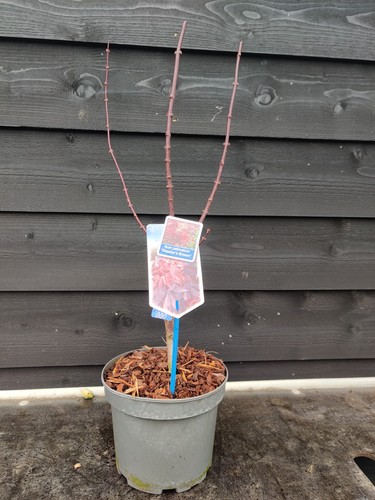 Acer palmatum skeeters broom - 'skeeters, broom'