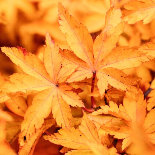 Acer palmatum shishigashira - acer,