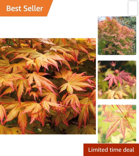 Acer palmatum orange dream - palmatum,