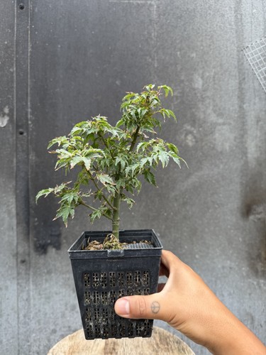 Japanese acer pre bonsai - -, pre-bonsai