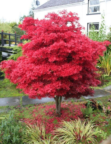 Acer tree skeeters broom - acer,
