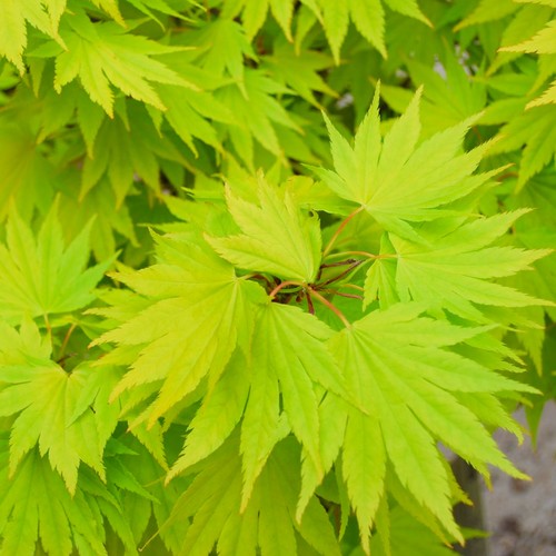 Acer shirasawanum jordan - 'jordan', |