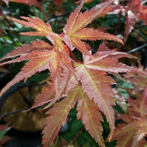 Acer brown sugar - acer, plant